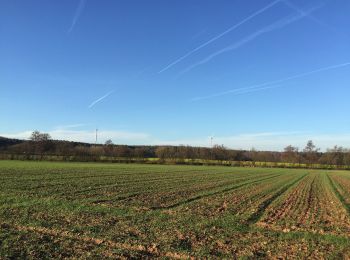 Excursión A pie Roßdorf - Rundwanderweg Dieburg Am Messeler Weg 3: Tannenkopf-Weg - Photo