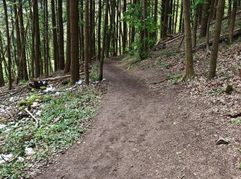 Randonnée Marche Barr - boucle hotzplatz-birkenflet-landsberg-holtzplatz - Photo