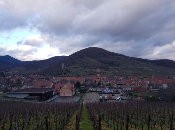 Tocht Mountainbike Riquewihr - Riquewihr 2 - Photo