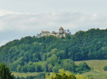 Percorso A piedi Truttikon - Andelfingen-Truttikon-Oberstammheim-Stein am Rhein - Photo