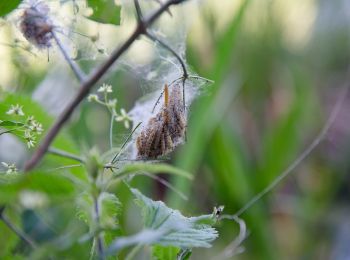 Percorso A piedi Sconosciuto - Naturlehrpfad obere Lobau (Saltenstraße Rundweg) - Photo