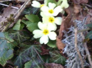 Excursión Senderismo Lavans-lès-Saint-Claude - Les Louvières - Belvédère de la Scia - Photo