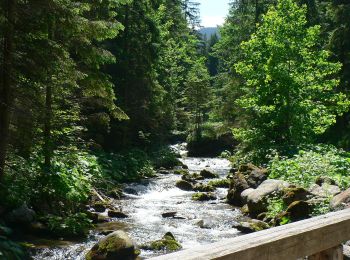 Randonnée A pied  - Jaszczurówka - Toporowa Cyrhla - Photo