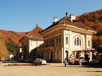 Tour Zu Fuß Sinaia - Sinaia - Șaua Vârfului cu Dor - Cabana Padina - Photo