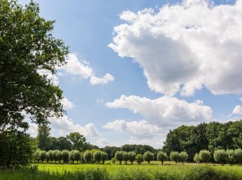 Tocht Te voet Nettetal - Rundweg A5 Hinsbecker Höhen - Photo