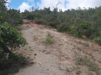 Excursión Senderismo La Trinité - Forêt de l'anse spourtoune  - Photo