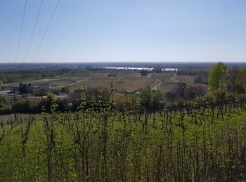 Trail Walking Saint-Michel-de-Fronsac -  Saint-Michel de fronsac - Photo