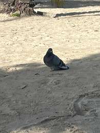 Trail Trail Sainte-Anne - Bira fouché heucher saint  Paul  douville - Photo