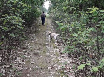 Tocht Stappen Hechtel-Eksel - bosland - Photo