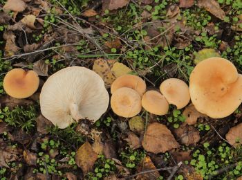 Trail On foot Gladbeck - Butendorf Rundweg A3 - Photo