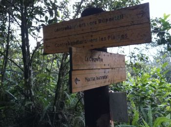 Trail Walking Pointe-Noire - Morne Piment - Morne Jeanneton - Photo