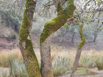 Trail On foot Mafra - Percurso Boavista (amarelo) - Photo