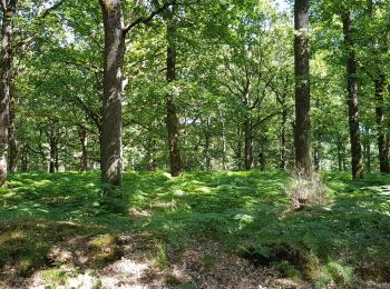 Trail Walking Poigny-la-Forêt - poigny la forêt 22 juin 2020 - Photo