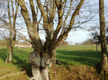 Tocht Stappen Treis-Sants-en-Ouche - autour de St clair d Arcey - Photo