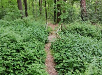 Tocht Stappen Theux - Bois Winamplanche Spa - Photo