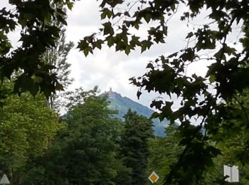 Randonnée Marche Sélestat - Sélestat le Grand Ried - balade dans la forêt de l'II - passerelles - Photo