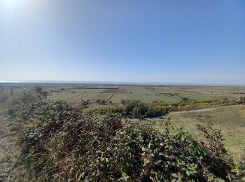 Tour Wandern Saint-Fort-sur-Gironde - st fort 2 - Photo