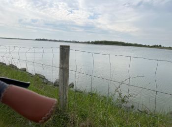 Excursión Bici de carretera Le Crotoy - L’avocette et le héron  - Photo