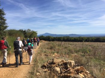 Tour Wandern Sérignan-du-Comtat - PF-Sérignan-du-Comtat - Le Bois de la Montagne - Photo