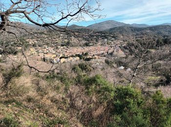 Tour Wandern Collobrières - Les Maures-Collobrières-15-03-23 - Photo