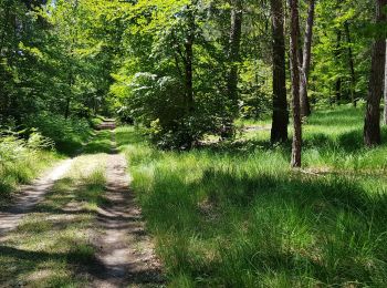 Trail Walking Barbizon - Gorges d'Apremont depuis Barbizon - Photo