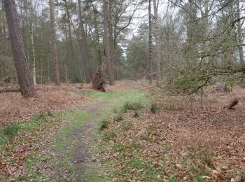 Randonnée A pied Breckland - Desert Rats Memorial Walk  - Photo