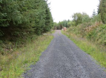 Trail On foot Roscommon Municipal District - Cloonerkaun - Photo