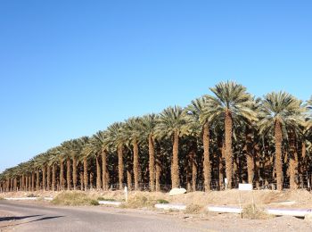 Randonnée A pied מועצה אזורית חבל אילות - IL-20445 - Photo