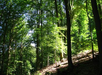 Randonnée A pied Inconnu - Märchenmühlenweg - Photo