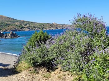 Randonnée Marche Banyuls-sur-Mer - banyuls-Paulilles - Photo