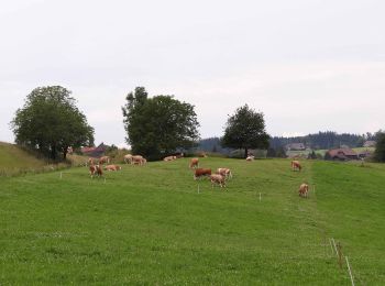 Percorso A piedi Wohlen bei Bern - Illiswil - Weiermatt - Photo