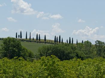 Randonnée A pied San Quirico d'Orcia - Bagno Vignoni - San Quirico - Photo