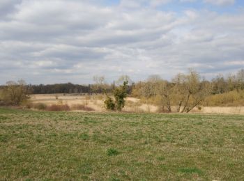 Trail Walking Briarres-sur-Essonne - francorville - Photo