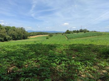 Trail Walking Sierentz - Bartenheim  - Photo