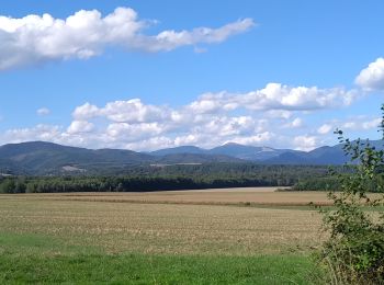 Trail Walking Sentheim - Sentheim Bellemagny Sentheim - Photo