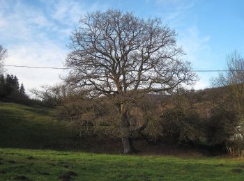 Tour Zu Fuß Balve - Balve Rundweg A1 - Photo