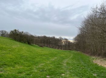 Tour sport Ittre - Ittre entre campagne, canal et pinède - Photo