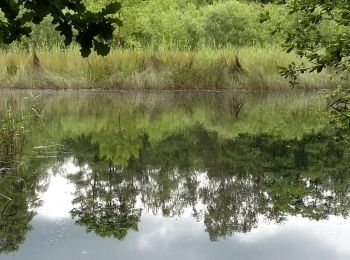 Tocht Te voet Zutendaal - Roelen Groene rechthoek - Photo