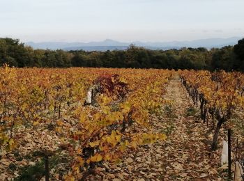 Tour Wandern Sérignan-du-Comtat - serignan  - Photo