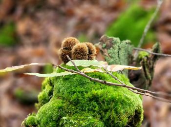 Tocht Te voet Saint-Germain-sur-École - Boucle Soisy Sur Ecole - Photo