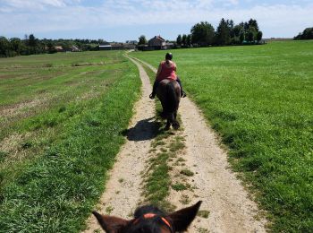 Tour Pferd Püttlingen - Wikiloc - Halling - Photo