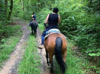 Trail Horseback riding Brouville - Brouville grammont fred Nadine Tivio  - Photo