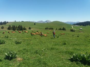 Excursión Senderismo Viuz-la-Chiésaz - SEMNOZ: BALADE EN ALPAGE - Photo