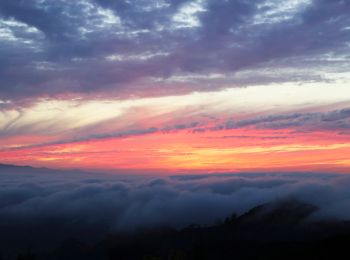 Excursión A pie Tegueste - El bosque de los enigmas - Photo