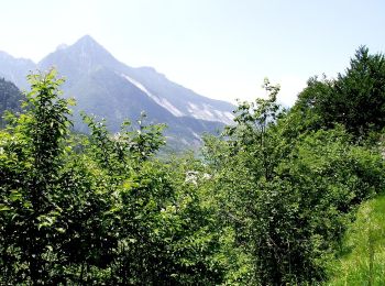Trail On foot Cimolais - IT-903 - Photo