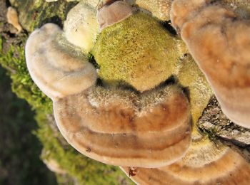 Trail On foot Rozendaal - Dwars door Gelderland (14) - Photo