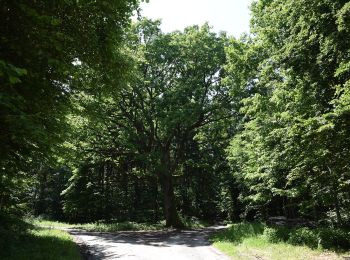 Tocht Te voet Gerersdorf-Sulz - Wald- & Naturwanderweg - Photo