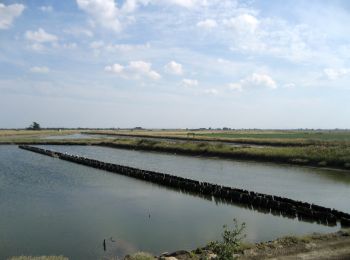 Tocht Te voet Les Moutiers-en-Retz - Le Collet - Photo