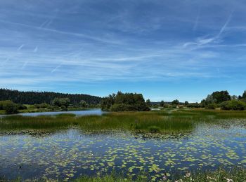 Excursión Senderismo Labergement-Sainte-Marie - La réserve naturelle du lac de Remoray : le plan d’eau de la Seigne à Labergement-Sainte-Marie - Photo