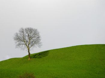 Tocht Te voet Moos in Passeier - Moso in Passiria - Passerschluchtenweg - Photo